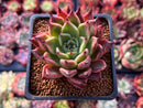 Echeveria Agavoides 'Sarabony' 2" (Seed Grown) Succulent Plant