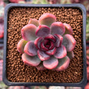 Echeveria 'Black Rose' Hybrid 1"-2" Succulent Plant