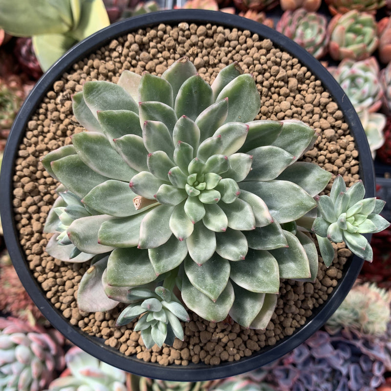 emerald succulent Echeveria 'Green Emerald' Variegated 4"-5" Large Succulent Plant