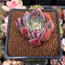 Echeveria 'McZarpo' 1" New Hybrid Succulent Plant