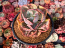 Echeveria 'Beyonce' Variegated 4" Large Succulent Plant