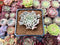 Echeveria 'Revolution' 2" Succulent Plant