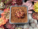Echeveria Agavoides 'Ebony' 1" Succulent Plant