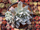 Echeveria 'Exotic' 4" Powdery Succulent Plant