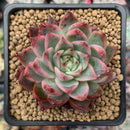 Echeveria Agavoides 'Painter' 2" Succulent Plant