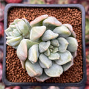 Echeveria 'Cream Puff' 2" Succulent Plant