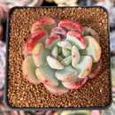 Echeveria 'Monroe' Hybrid 2" Succulent Plant