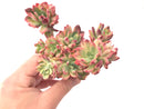 Echeveria ‘Minibelle’ Variegated Large Cluster 5" Rare Succulent Plant