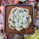 Echeveria 'Cream Puff' 2" Succulent Plant