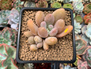 Echeveria 'Orange Sherbert' 2"-3" Cluster Succulent Plant
