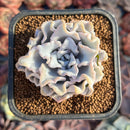 Echeveria 'Crispate Beauty' 2" Succulent Plant