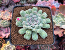 Echeveria 'Hearts Choice' 3" Succulent Plant
