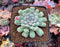 Echeveria 'Hearts Choice' 3" Succulent Plant
