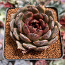 Echeveria 'Black Queen' Hybrid 2"-3" Succulent Plant