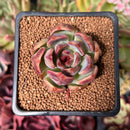 Echeveria 'Violet Cheese' 2" Succulent Plant