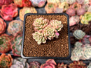 Sedum 'Joyce Tulloch' Variegated 1" Succulent Plant