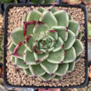 Echeveria Agavoides 'Sarabony' 3"-4" Selected Clone Succulent Plant