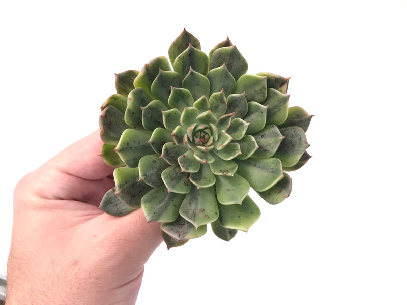 olivia succulent Echeveria 'Olivia' Variegated 3" Succulent Plant – True Succulents Plant Co