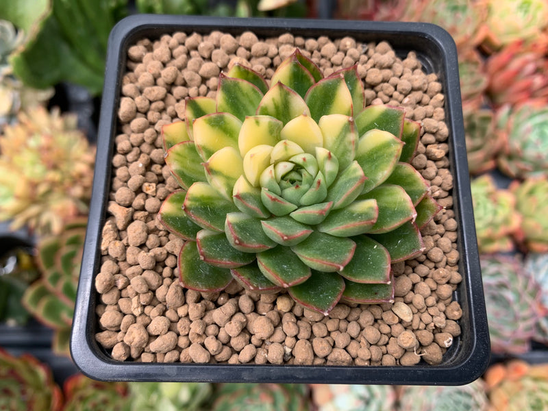 uncommon succulent plants Echeveria 'Pollina' Variegated 2"-3" Very Rare Succulent Plant – True Succulents Plant Co