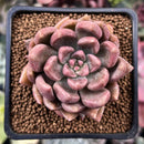 Echeveria 'Black Pettla' Cluster 2" New Hybrid Succulent Plant