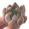 Echeveria 'Pena' New Hybrid 1" Succulent Plant
