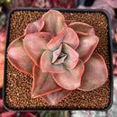 Echeveria 'Minigosaong' Variegated 3"-4" Succulent Plant