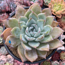 Echeveria 'Irene' 5" Powdery Succulent Plant