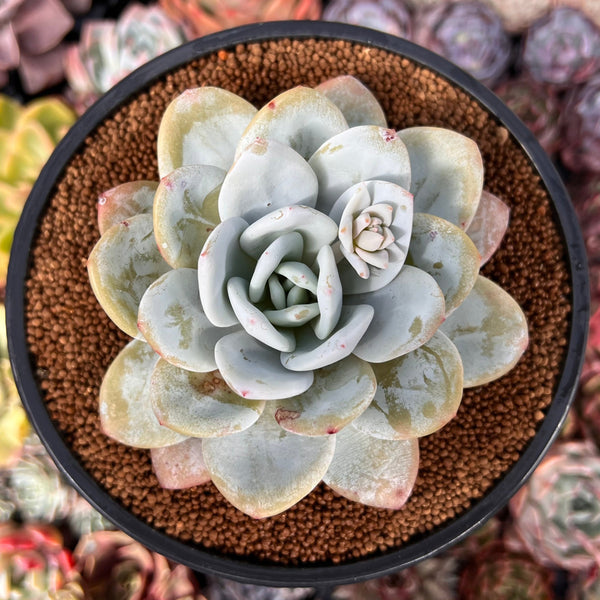 Echeveria 'Laui' 4