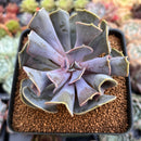Echeveria 'Valkyrie' 2"-3" Succulent Plant