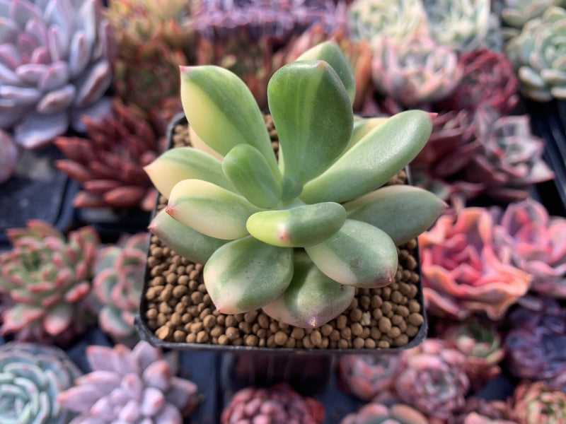 dr cornelius succulent Pachyphytum 'Doctor Cornelius' Variegated 3" Succulent Plant
