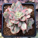 Echeveria 'Suyon' Variegated 2" Succulent Plant