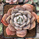 Echeveria 'Bambino' Hybrid 2"-3" Succulent Plant