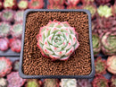 Echeveria 'Pink Crystal' 1" Succulent Plant