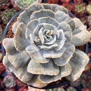 Echeveria 'Lilacina' Mutated 4" Succulent Plant