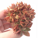 Echeveria ‘Chrysanthemum’ Crested 3" Rare Succulent Plant