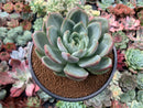 Echeveria 'White Champaign' 4” Succulent Plant