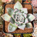 Echeveria 'Black Sabbath' 3" Powdery Succulent Plant