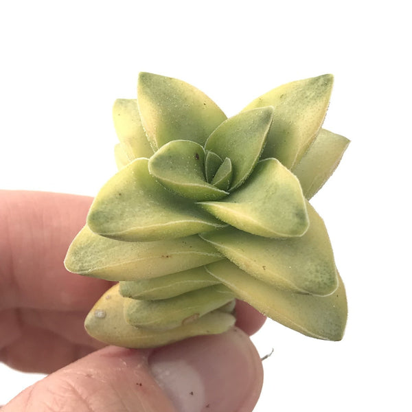 Crassula 'Spring Time’ Variegated 1"-2" Small Succulent Plant