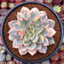 Echeveria 'Esther' Variegated 4" Succulent Plant