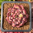 Echeveria Agavoides 'Levin' 1" Succulent Plant
