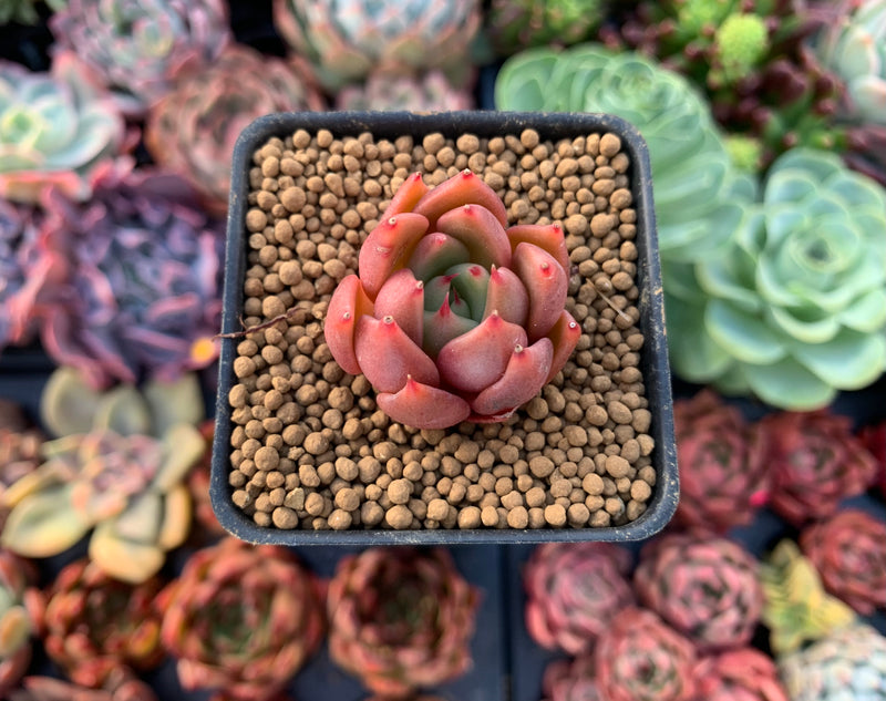 Echeveria Agavoides 'Magic-Bly 1" Small Succulent Plant