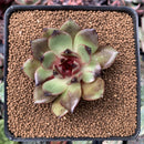 Echeveria Agavoides 'Eclipse' 2" New Hybrid Succulent Plant