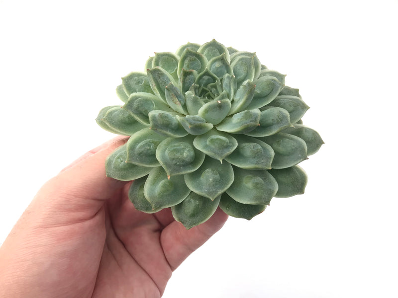 Echeveria 'Hearts Choice' Large 5" Rare Succulent Plant