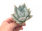 Echeveria 'Mexican Giant' 3" Succulent Plant