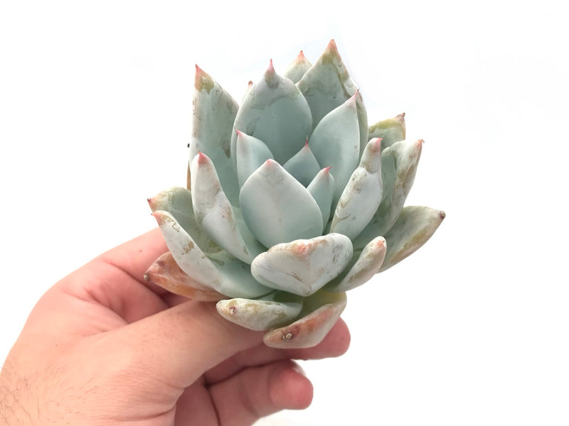 mexican succulent plant Echeveria 'Mexican Giant' 3" Succulent Plant – True Succulents Plant Co
