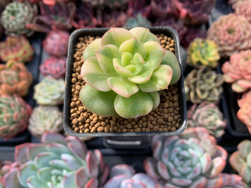 variegated succulents Echeveria 'Nicksana' Variegated 1" Succulent Plant – True Succulents Plant Co