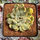 Echeveria 'Pulidonis' Variegated 3" Succulent Plant