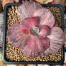 Echeveria 'Suyon Frill' Variegated 3" Succulent Plant