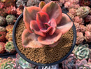Echeveria 'Golden State' Variegated 3" Succulent Plant
