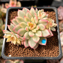 Echeveria 'Mebina' Variegated 2" Succulent Plant